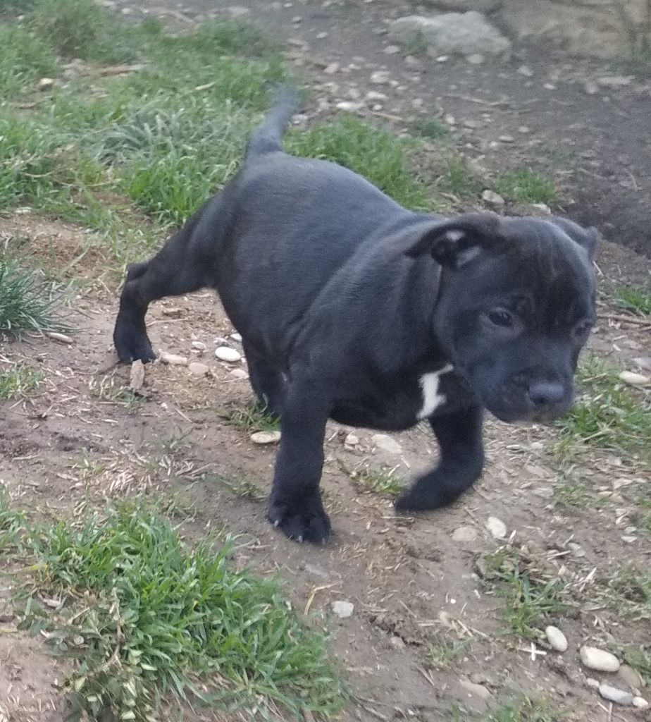 StaffantomTitanium - Chiots disponibles - Staffordshire Bull Terrier